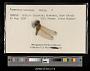 Sympetrum internum