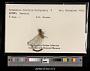 Sympetrum internum