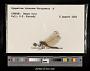 Sympetrum internum