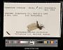 Sympetrum internum