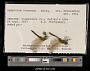 Sympetrum internum