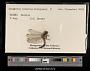 Sympetrum internum