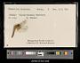 Sympetrum internum