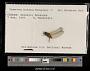 Sympetrum internum