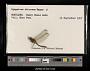 Sympetrum obtrusum