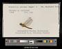 Sympetrum obtrusum