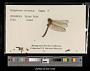 Sympetrum obtrusum