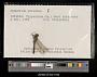 Sympetrum obtrusum