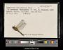 Sympetrum obtrusum
