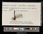 Sympetrum obtrusum
