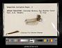 Sympetrum (Tarnetrum) corruptum