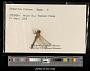 Sympetrum vicinum