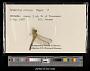 Sympetrum vicinum