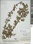 Symphoricarpos microphyllus Kunth