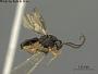 Symphya lucida
