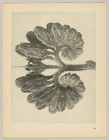 Symphytum officianale
