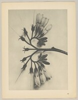 Symphytum officinale