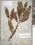 Symplocos glauca (Thunb.) Koidz.