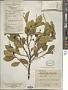 Symplocos paniculata Miq.
