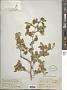 Symplocos paniculata Miq.