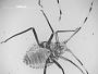 Symydobius intermedius