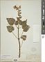 Synandra hispidula (Michx.) Baill.