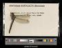 Synthemis eustalacta