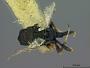 Syntomopus americanus