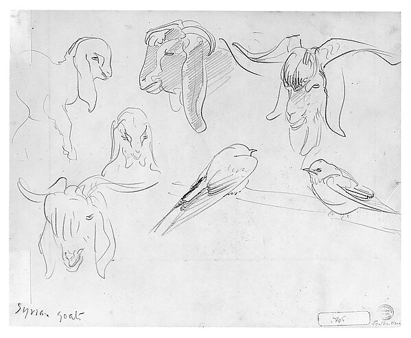 Syrian Goats and Bird