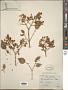Syringa pekinensis Rupr.