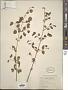 Syringa sp.