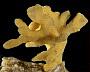 Syringella amphispicula
