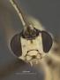 Syrphoctonus foutsi