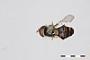 Syrphus genualis