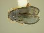Systena discrepans