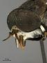 Tabanus albocirulus