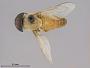 Tabanus gilvellus