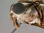 Tabanus gladiator