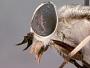 Tabanus moderator