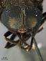 Tabanus morbosus