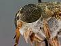 Tabanus sublongus