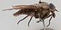 Tabanus subniger