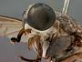 Tabanus tenebrosus