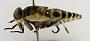 Tabanus trigeminus
