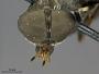 Tabanus unistriatus