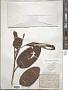 Tabebuia pallida (Lindl.) Miers