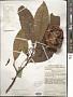 Tabernaemontana macrocarpa Jack