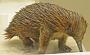Tachyglossus aculeatus