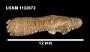 Taeniogyrus contortus
