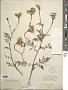 Tagetes erecta L.